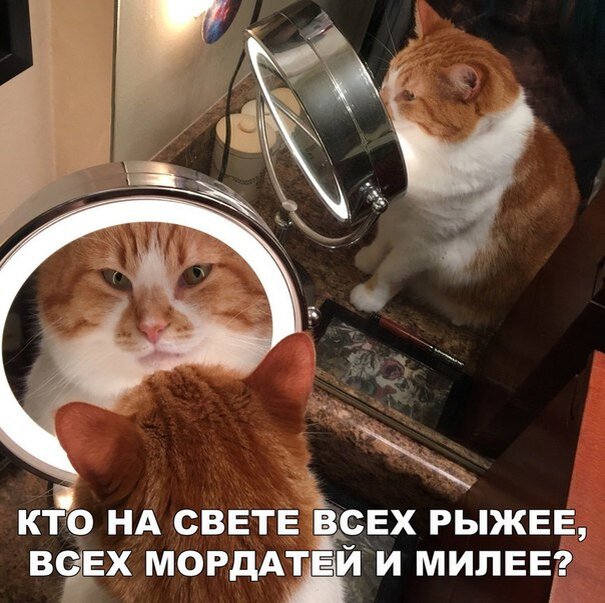 шутка про рыжих* | Пикабу