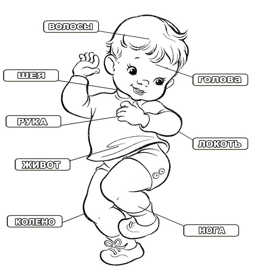 Развивающие карточки части тела на русском языке скачать