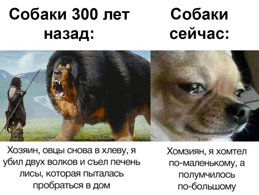 Собака мем