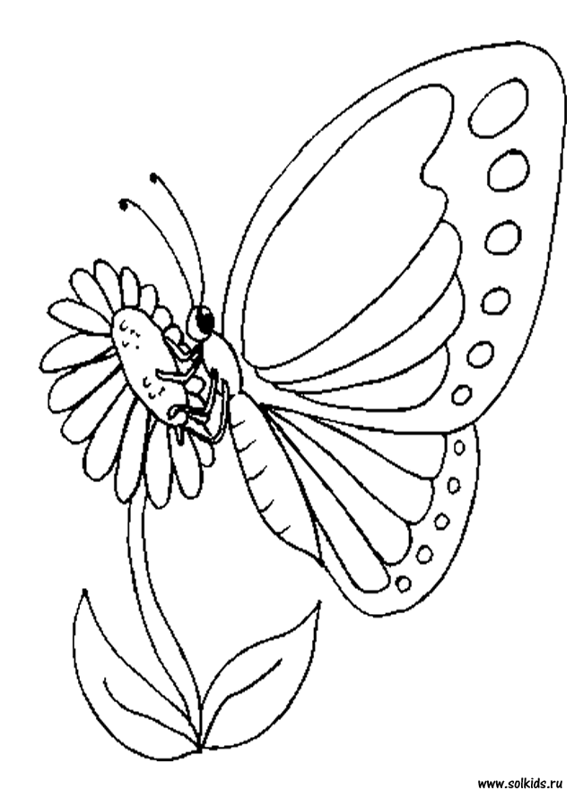 Раскраски Бабочки распечатать