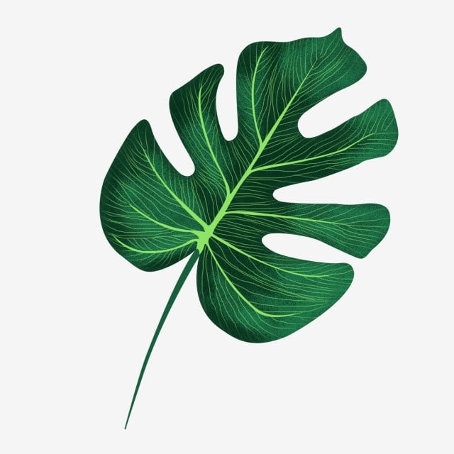 16 Styles Reusable Plant Tropical Leaf