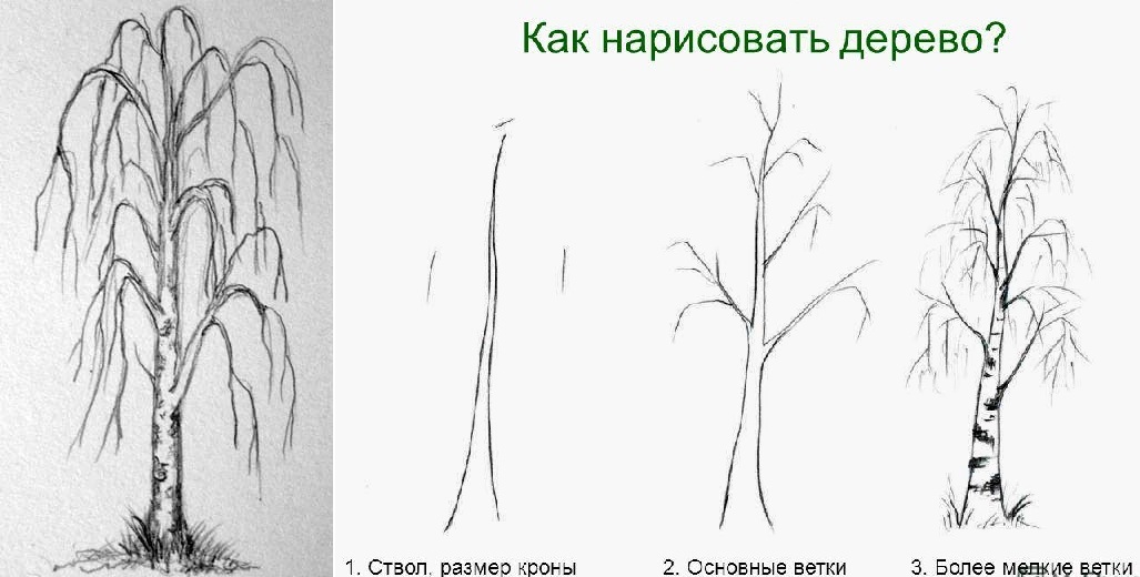 Как рисовать различные породы деревьев? — zaholstom.ru