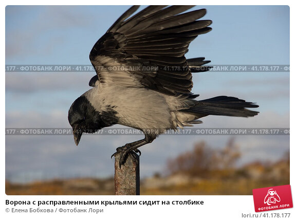 Аватарки Бравл Старс