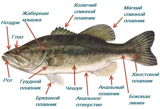 Что такое дикая рыба