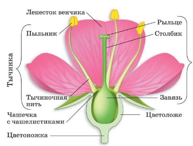 Трафарет цветов из 7 лепестков 