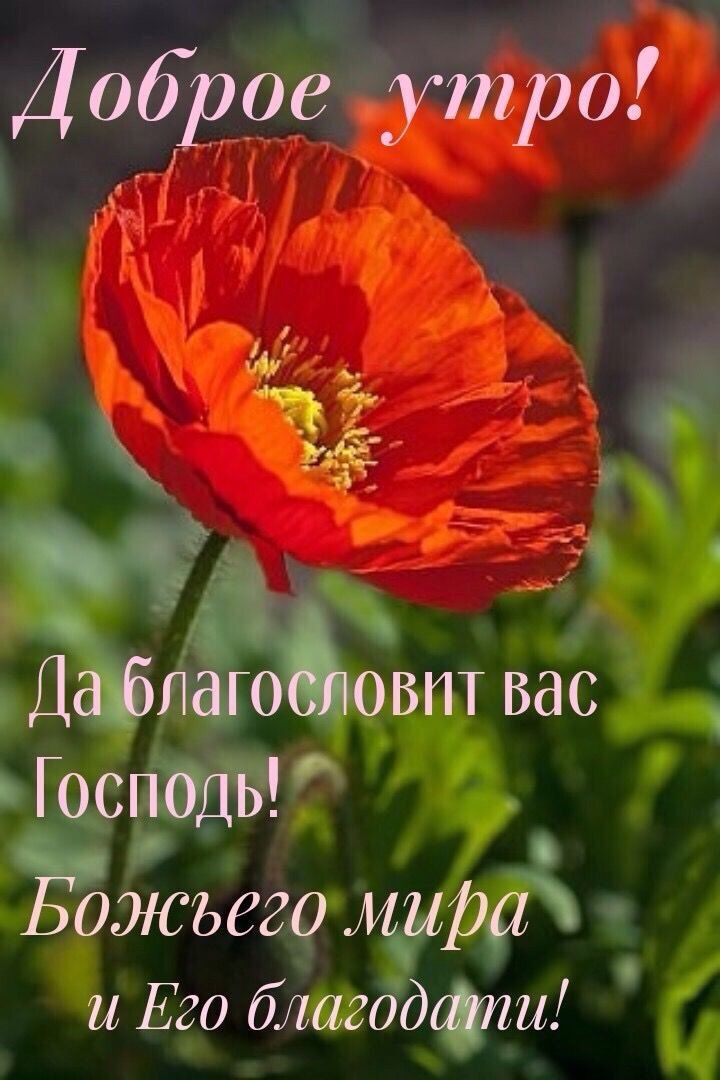 🌈Доброе утро! ❤🍇🌻 📖Стих на сегодня : Вот, мы ублажаем