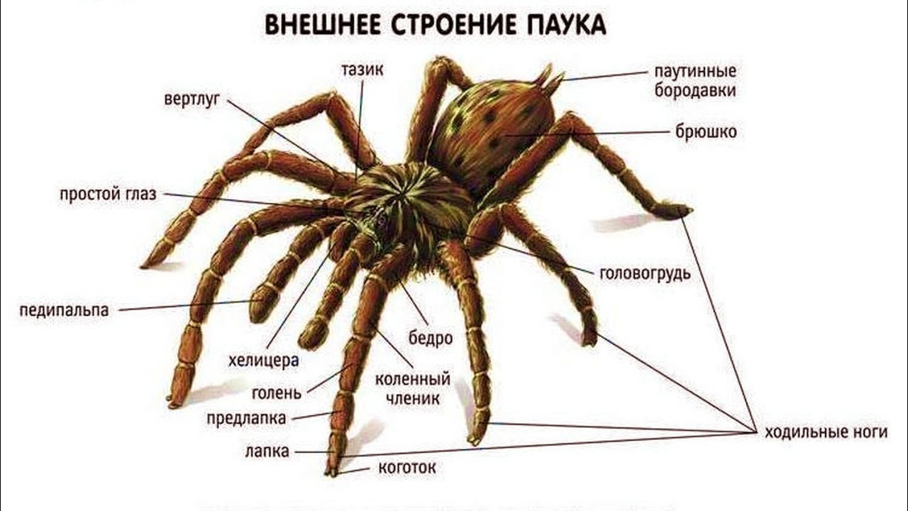 Паук садовый паук Araneus разновидность паука из семейства