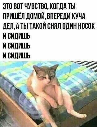 Смешные картинки с котами мемы без