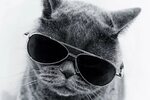 Скачать картинки Cat gangster, стоковые фото Cat gangster в