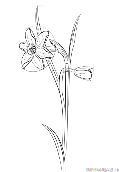 Narcissus flower. How to draw a easy