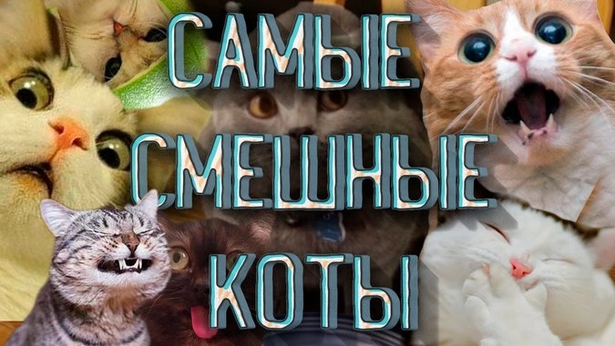 Приколы с котами! Смешные коты с Озвучкой! Смешные Животные