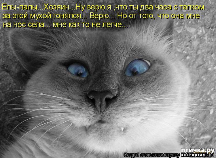 День кота