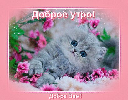 Скачать картинки Cats and coffee, стоковые фото Cats and