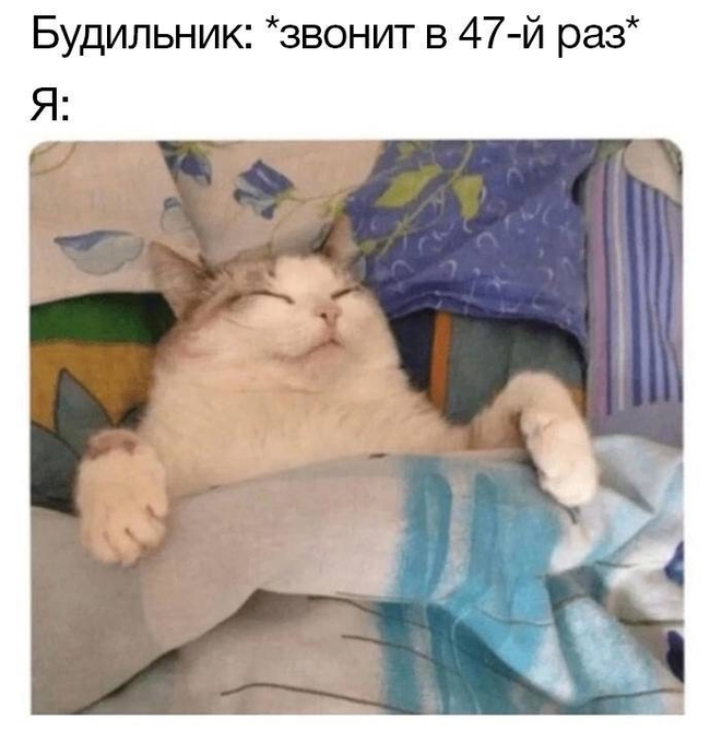 Подпишись, тут весело😉 | 🐱 #утро #мем #котик #будильник