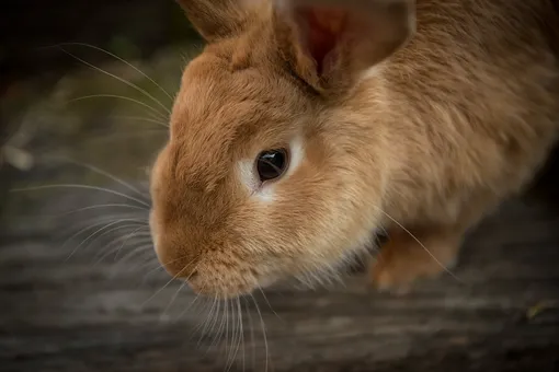 два милых кролика изображение_Фото