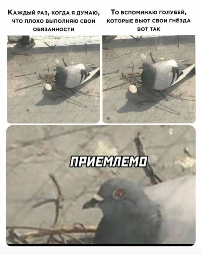 pigeon :: :: голуби :: Шаурма :: webm