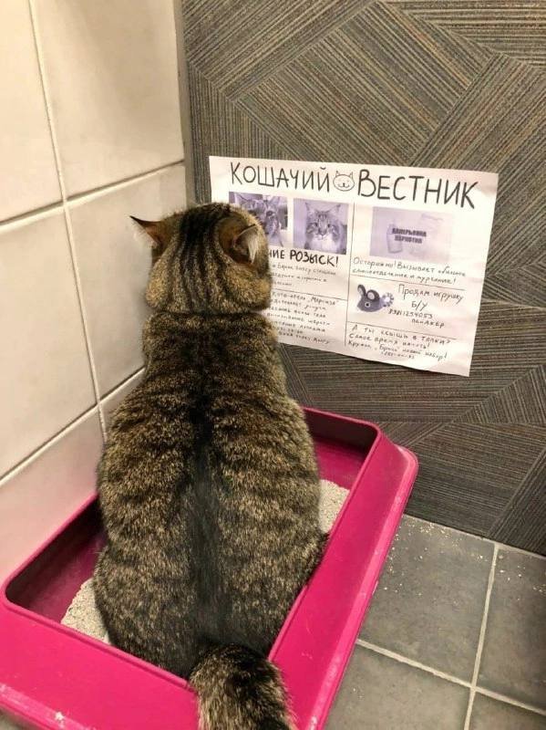 Прикольные котики 