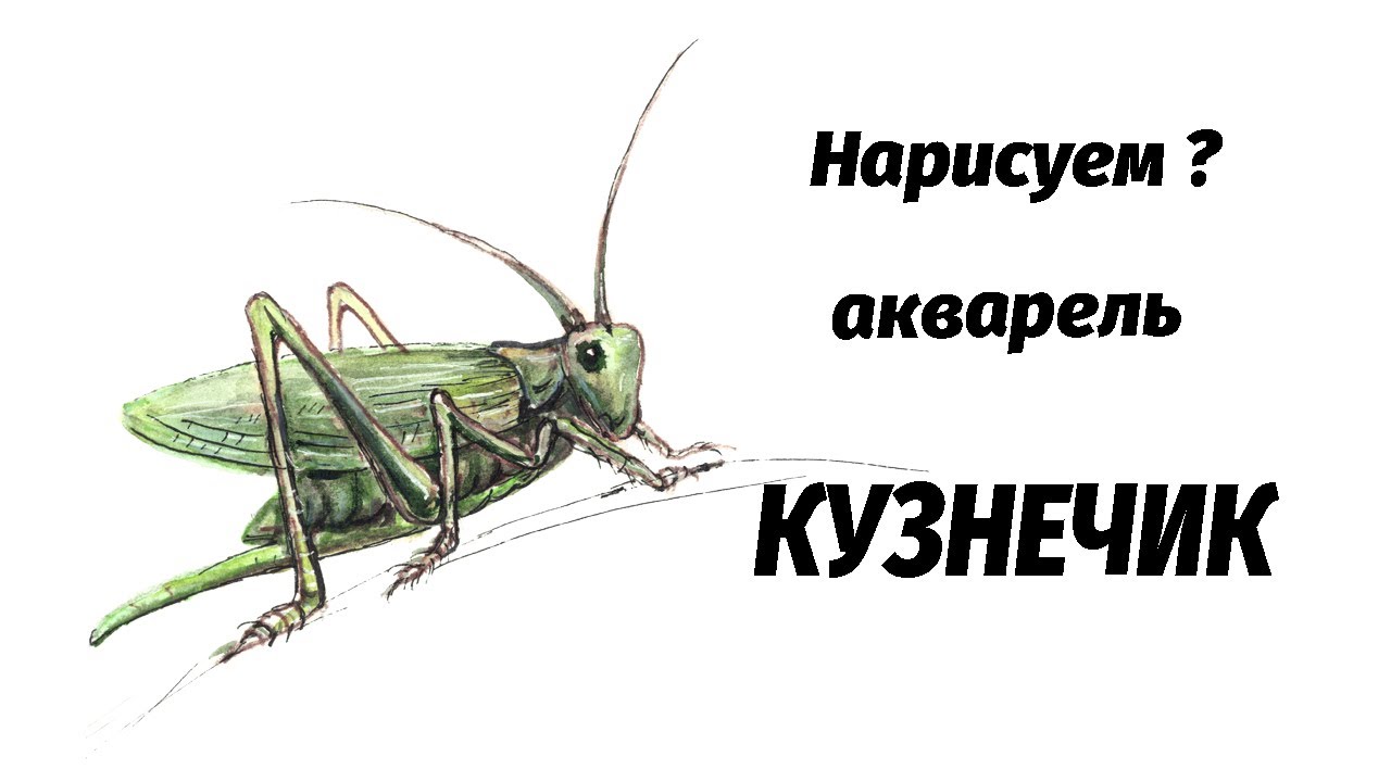 Как нарисовать кузнечика