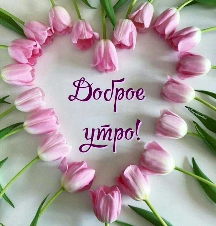 Доброе утро🌷 | Открытки Тедди | ВКонтакте