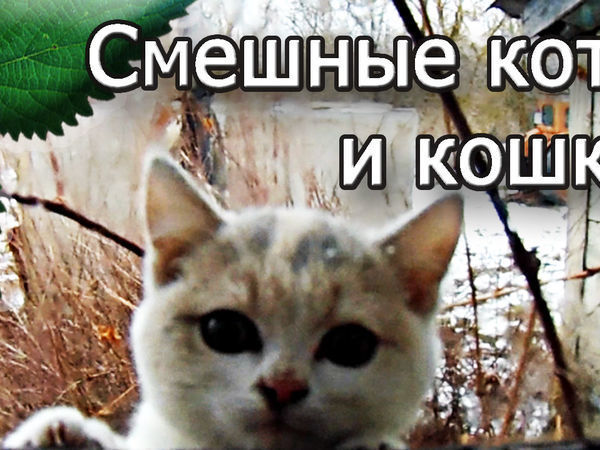 Смешные коты » Триникси