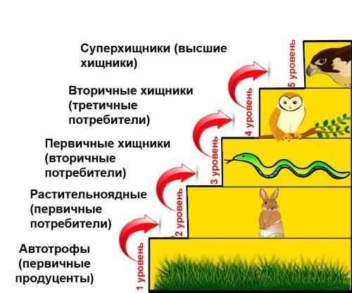 Рассмотрите рисунок 9.Какое явление