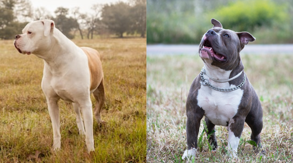 American Bulldog vs. Pitbull