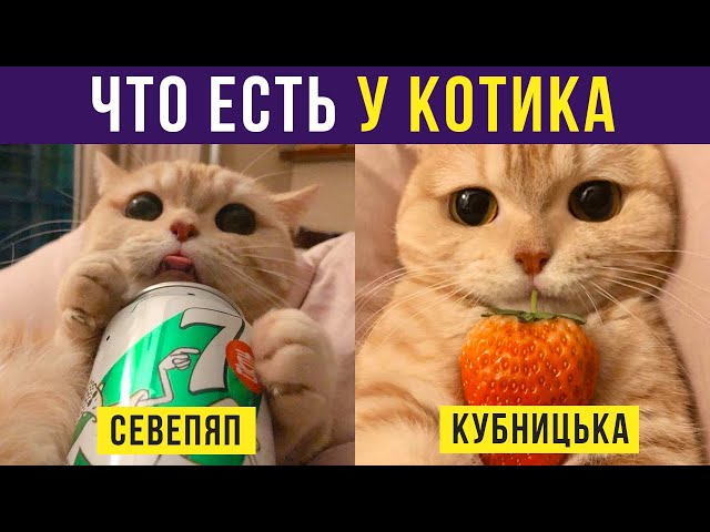 Смешные коты 2023 лучшие приколы с