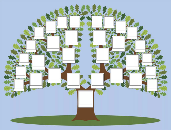 Как сделать генеалогическое древо: инструкции и шаблоны