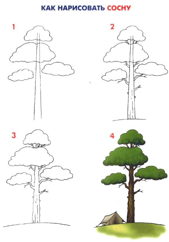 как нарисовать сосна / 9847bam45.png