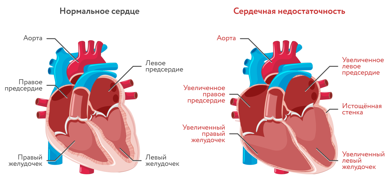 Сердце человека — Википедия