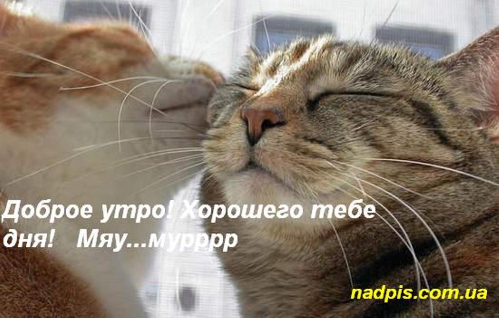 Доброе утро 🌄 Всем хорошего дня!☺️ | Наши Котики 😼 | Дзен