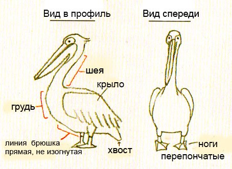 Пеликан детские рисунки 