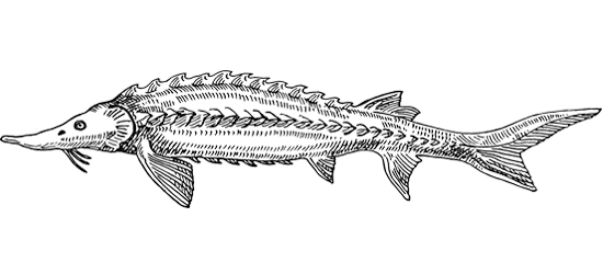 Тихоокеанский осетр Acipenser medirostris Ayres, 1854