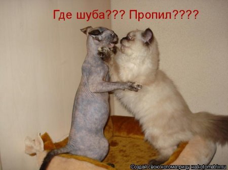 Лютые приколы. КОГДА КОТ ДУМАЕТ, ЧТО ОН