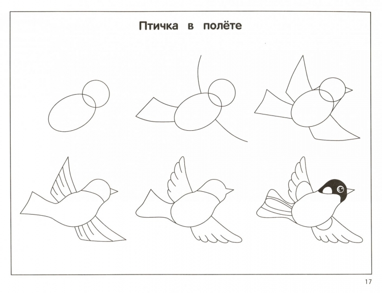 Этапы рисования птиц