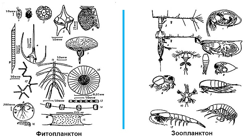 Рисунок планктона из спанч боба. Скачать и распечатать