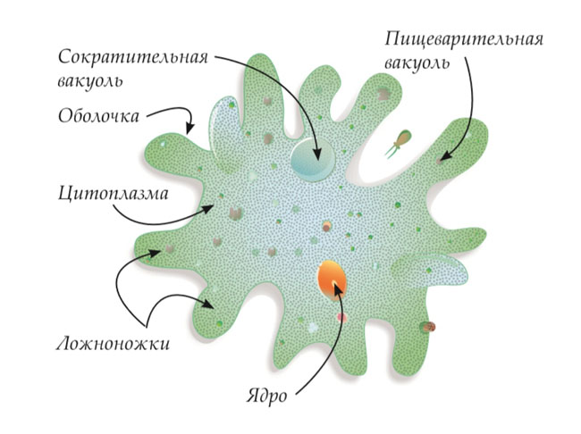 амеба. значок векторного рисунка Иллюстрация вектора