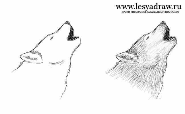 How to draw a wolf