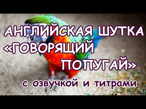 Анекдоты на английском языке, лучшие английские шутки