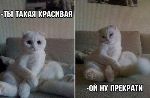 😹Коты 2022 смешные кошки. 😹Новые приколы с котами до слез