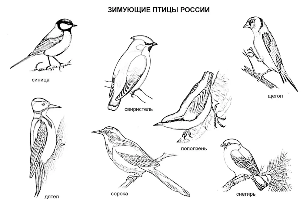 Птица Евразийский поползень Клюв