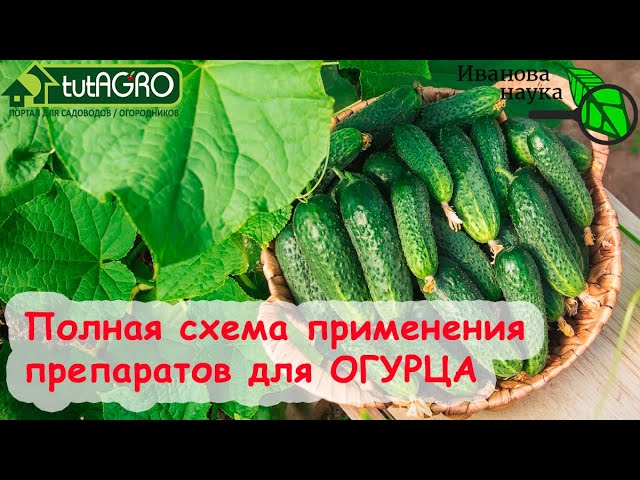 Когда и чем подкармливать огурцы для