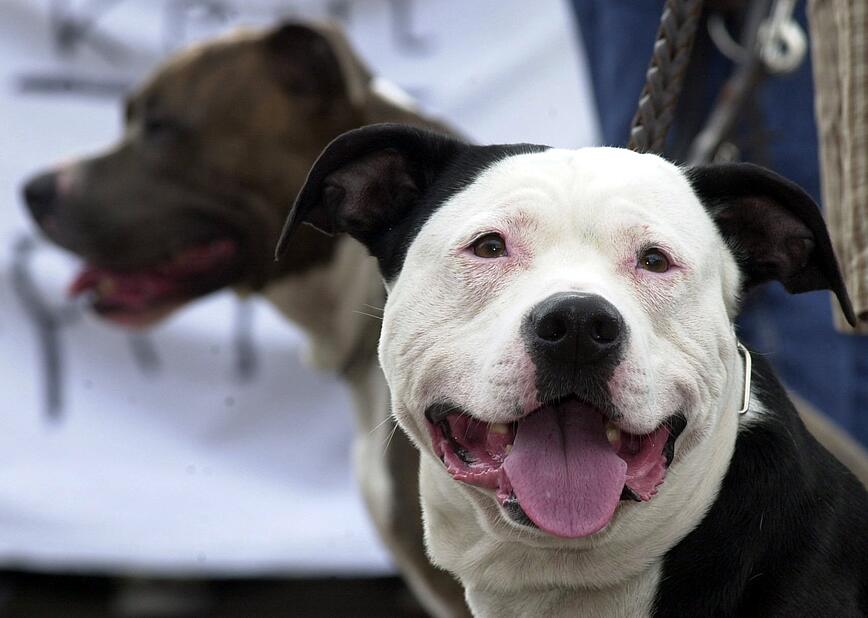 Pitbulls | Wag!