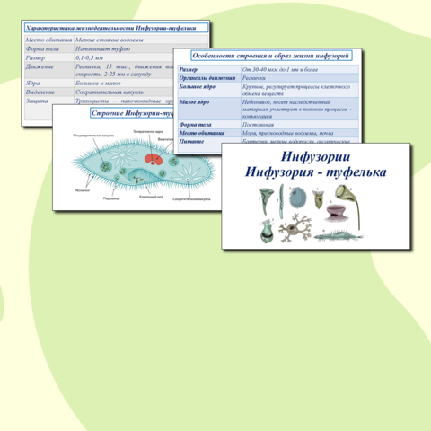 Лабораторная работа по биологии на тему: «Строение инфузории