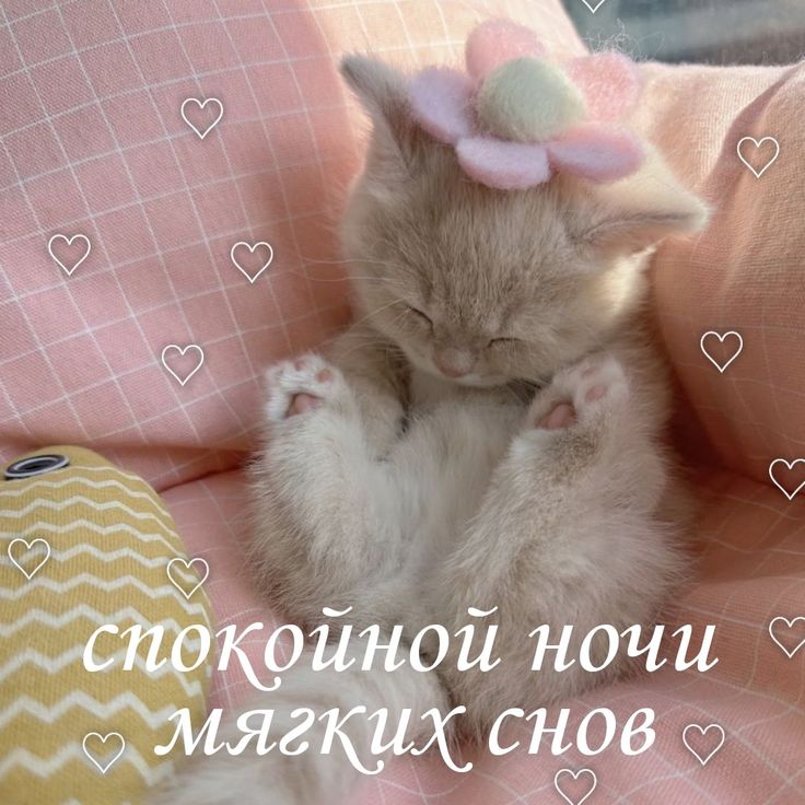 Котики! Кошки! Гиф с пожеланием спокойной ночи, пожелания