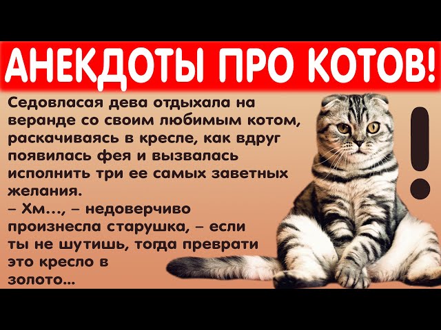 Мемы с котами часть 16)) | Котий | Дзен