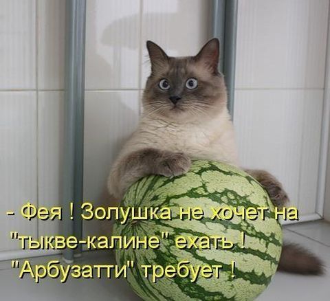 Бесшовный рисунок с кошками Симпатичный