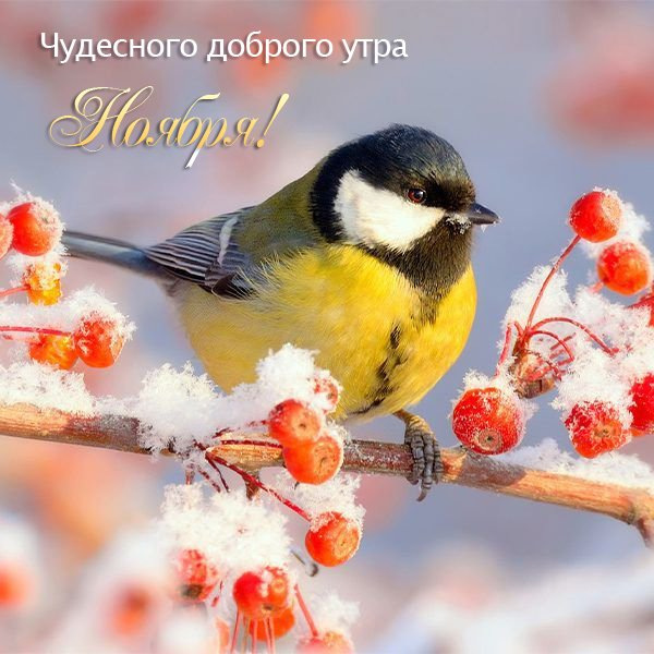 С добрым утром Ноября!