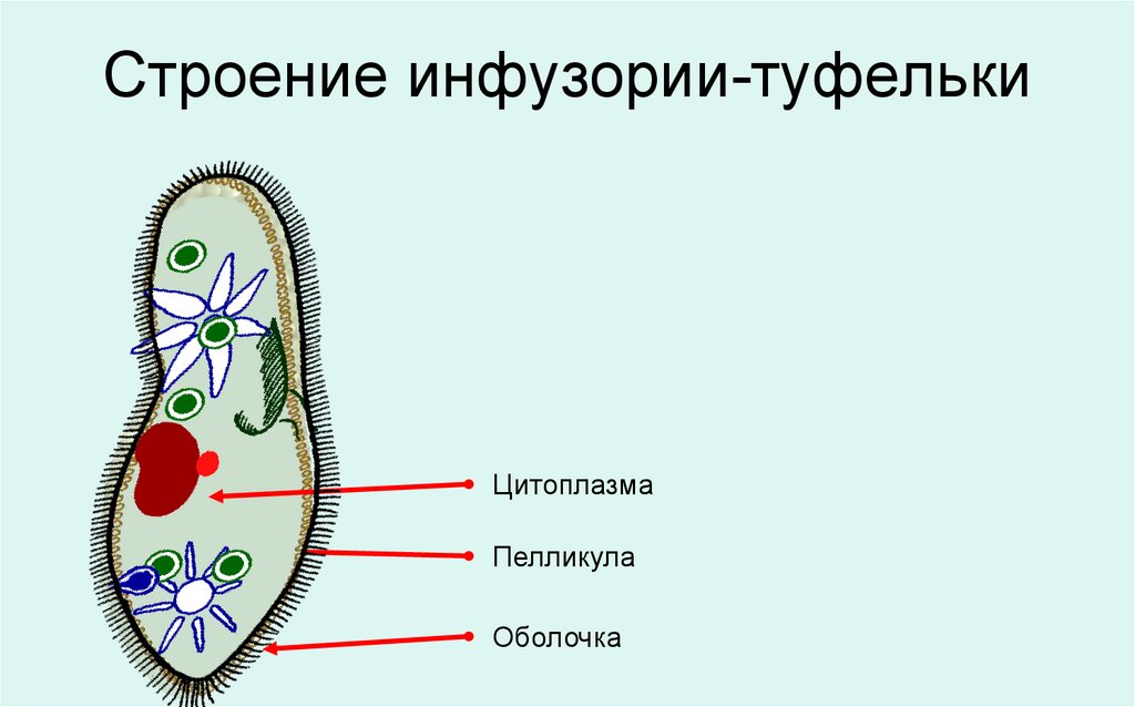 Инфузория туфелька Paramecium caudatum