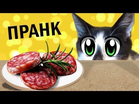 Приколы с котами! С озвучкой! Смешные животные до слёз